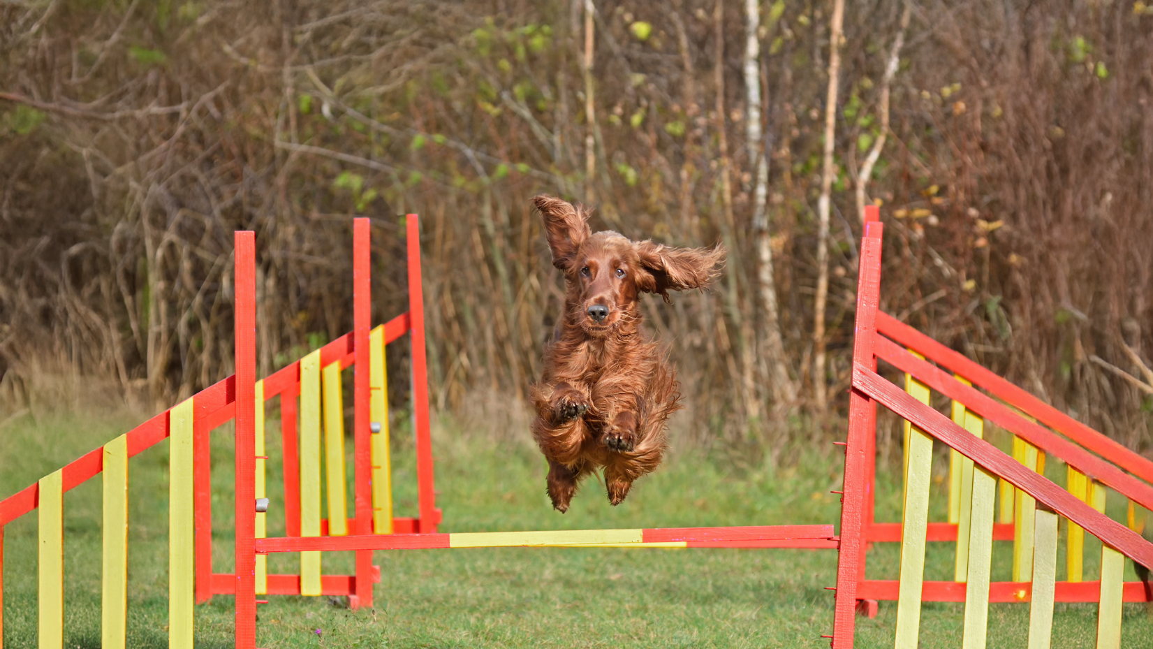 Dog enjoying workout session